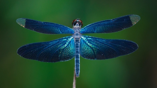 blue-dragonfly